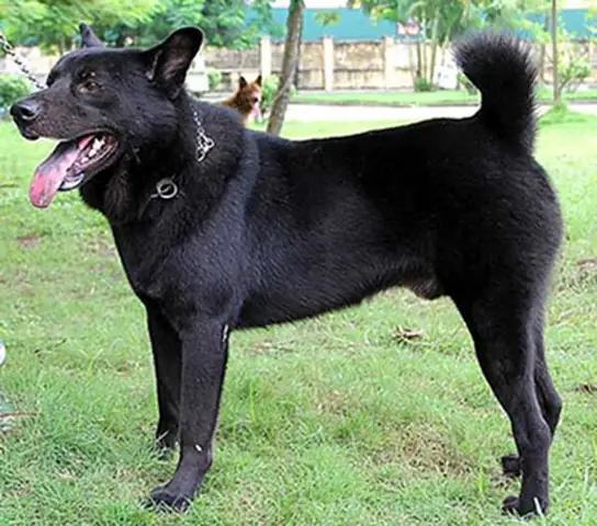 Giống Chó H’mông Cộc Đuôi.