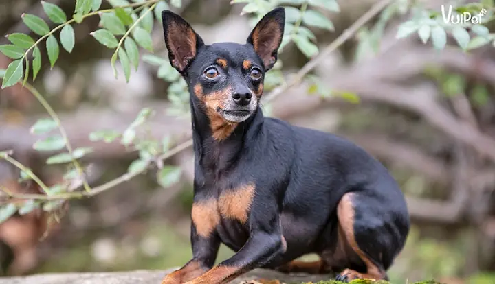 Những Lưu Ý Về Khi Chọn Chó Phốc Hươu