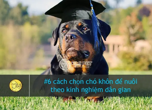 Cách Chọn Chó Khôn Dựa Vào Tai Và Mũi
