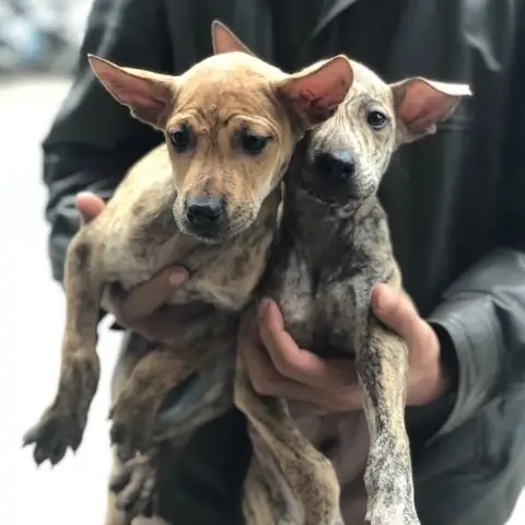 Nhận Diện Qua Bộ Lông