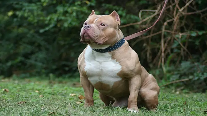 Lưu Ý Khi Nuôi Chó Pitbull