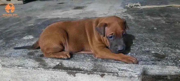 Cách Chọn Chó Xoáy Thái: Hướng Dẫn Chi Tiết Từ Chuyên Gia