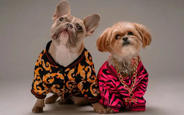 Tại Sao Nên Tìm Mua Size Áo Cho Chó Phù Hợp?