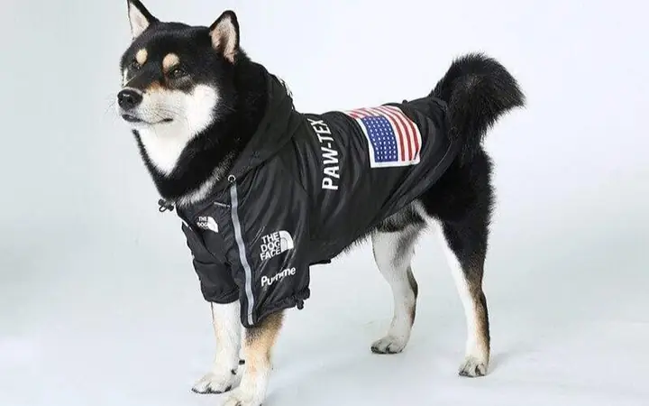 Các Size Áo Cho Chó Phổ Biến