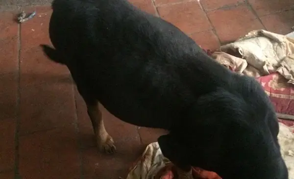 Chó Báng Bụng (có Nước Trong Xoang Bụng).