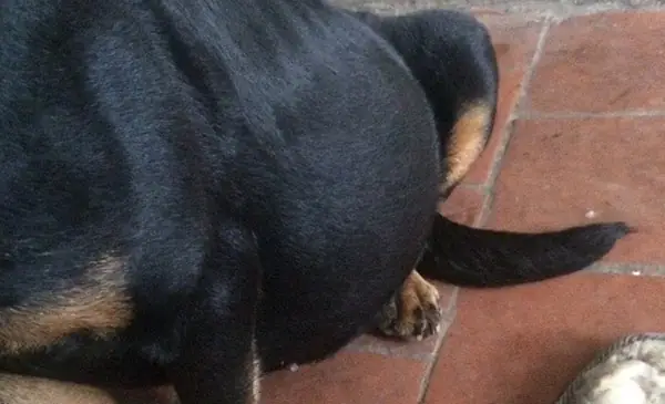 Chó Bị To Bung, Báng Bụng Chó Bị To Bung, Báng Bụng