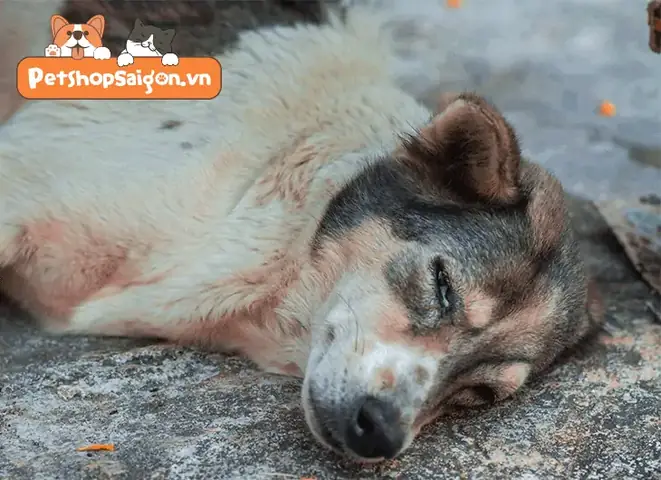 Triệu Chứng Khi Chó Ăn Phải Thuốc Diệt Chuột, Bả.