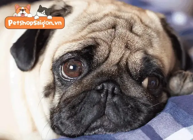 Cách Chữa Chó Ăn Phải Bả, Thuốc Diệt Chuột