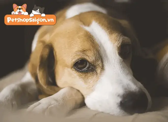 Cách Phòng Ngừa Cún Cưng Không Bị Ăn Phải Bả Như Thế Nào?