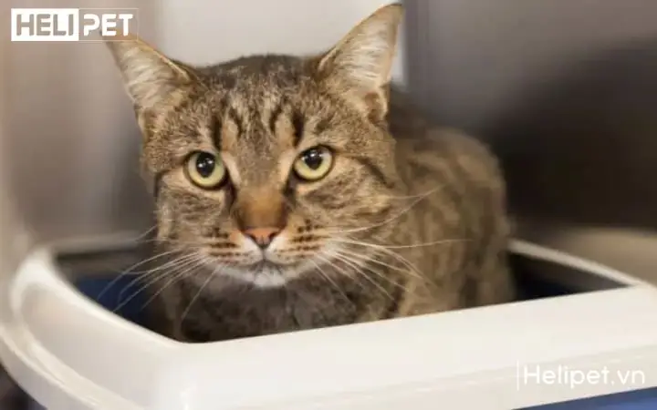 Cách Chữa Chó Bị Bí Tiểu