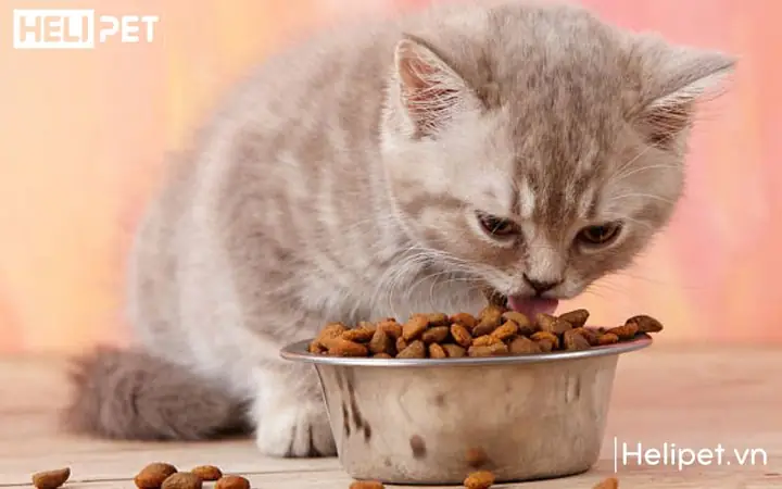 Cách Chữa Chó Bị Bí Tiểu