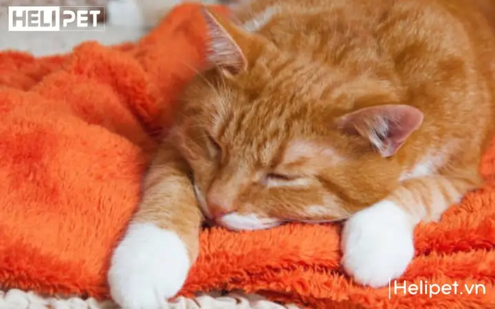 Cách Chữa Chó Bị Bí Tiểu