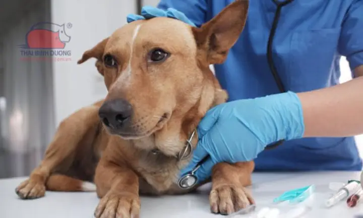 Cách Chữa Chó Bị Cụp Tai