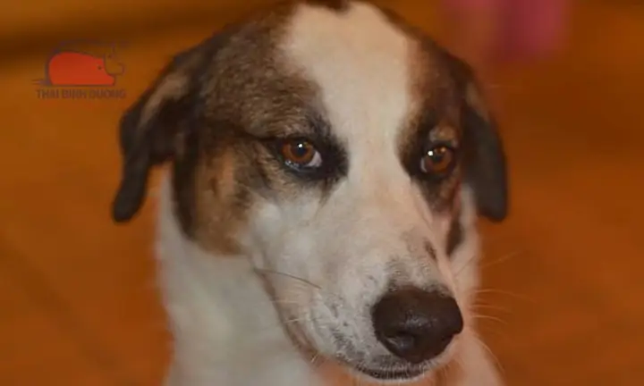 Nguyên Nhân Chó Bị Cụp Tai