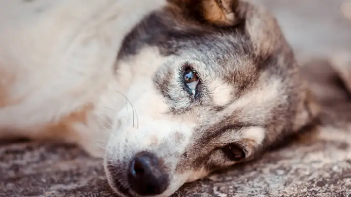 “truy Tìm” Thủ Phạm Gây Ra Hen Suyễn Ở Chó