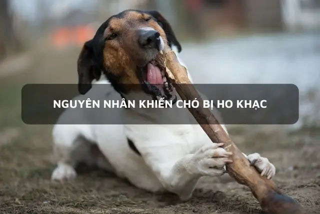 Ho Cũi & Ho Khạc Ở Chó Khác Nhau Ở Điểm Gì?