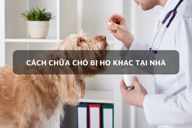 Chó Ho Khạc Như Hóc Xương, Ra Bọt Trắng, Ra Máu