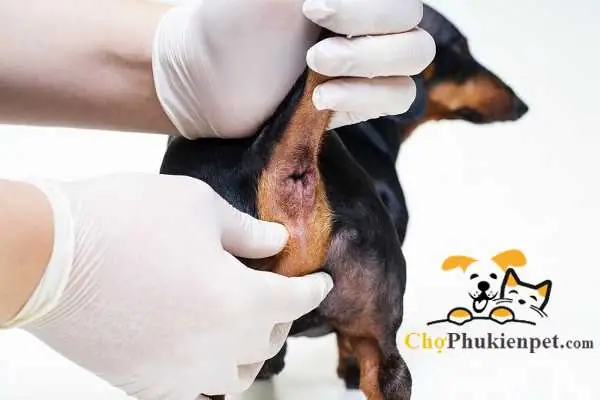 Hiện Tượng Chó Bị Trĩ Lòi Dom Là Gì? Hiện Tượng Chó Bị Trĩ Lòi Dom Là Gì?