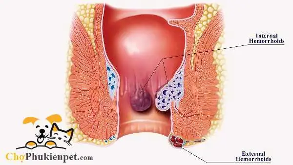 Xem Xét Tình Trạng Chó Bị Trĩ Lòi Dom Xem Xét Tình Trạng Chó Bị Trĩ Lòi Dom