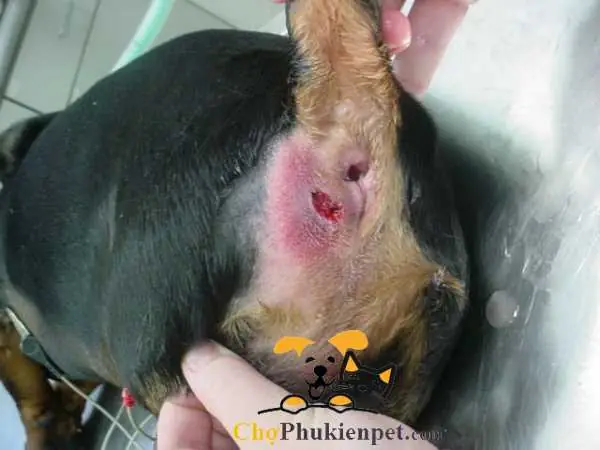 Chó Bị Lòi Dom Có Chết Không? Chó Bị Lòi Dom Có Chết Không?