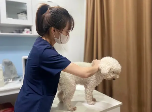 Cách Chữa Bệnh Cho Chó Bị Ốm An Toàn Nhất