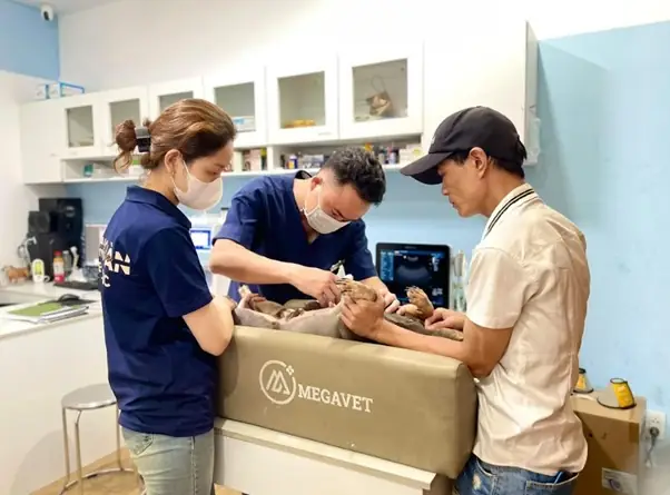 Một Số Mẹo Phòng Tránh Tình Trạng Chó Bị Ốm