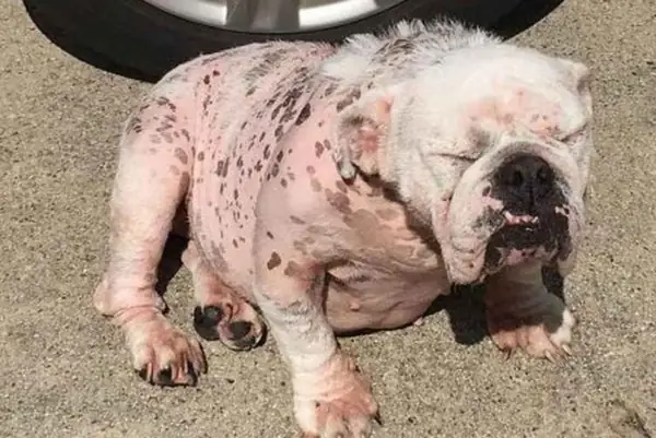 Dấu Hiệu Xà Mâu, Có Mủ Trên Da Dấu Hiệu Xà Mâu, Có Mủ Trên Da