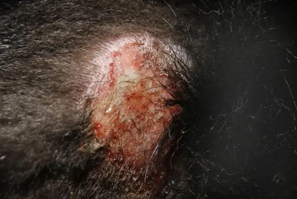 Cách Phòng Tránh Bệnh Viêm Da Ở Chó Cách Phòng Tránh Bệnh Viêm Da Ở Chó