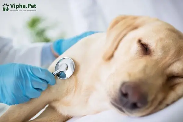 Điều Trị Chó Nhiễm Giun Sán