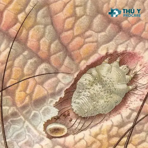 Chia Sẻ 5 Cách Chữa Trị Bệnh Ghẻ Cho Chó Tại Nhà Chia Sẻ 5 Cách Chữa Trị Bệnh Ghẻ Cho Chó Tại Nhà