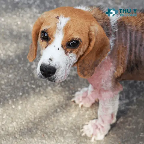 Chia Sẻ 5 Cách Chữa Trị Bệnh Ghẻ Cho Chó Tại Nhà Chia Sẻ 5 Cách Chữa Trị Bệnh Ghẻ Cho Chó Tại Nhà