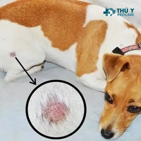 Chia Sẻ 5 Cách Chữa Trị Bệnh Ghẻ Cho Chó Tại Nhà Chia Sẻ 5 Cách Chữa Trị Bệnh Ghẻ Cho Chó Tại Nhà