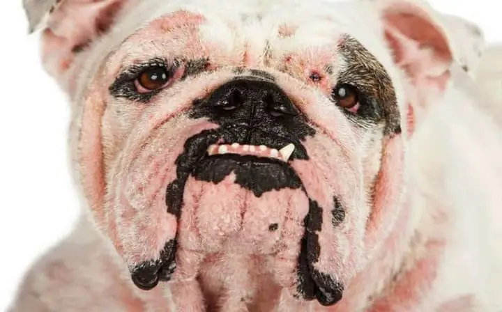 Chế Độ Dinh Dưỡng Cho Chó Chế Độ Dinh Dưỡng Cho Chó