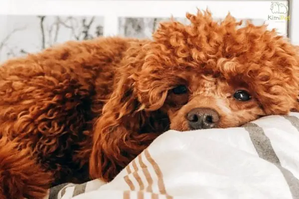 Dấu Hiệu Chó Poodle Bị Viêm Tai