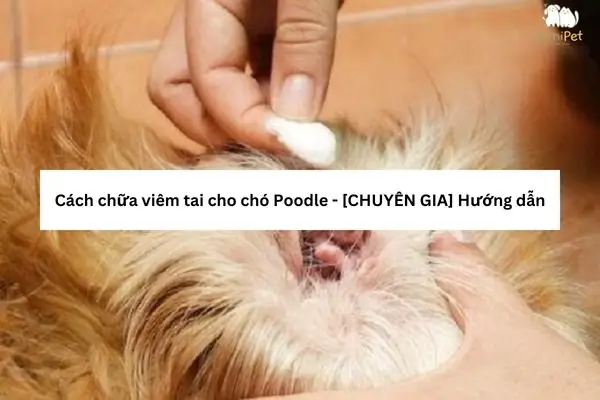 Trị Viêm Tai Cho Chó Poodle Như Thế Nào?