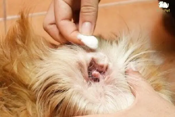 Cách Chữa Viêm Tai Cho Chó Poodle