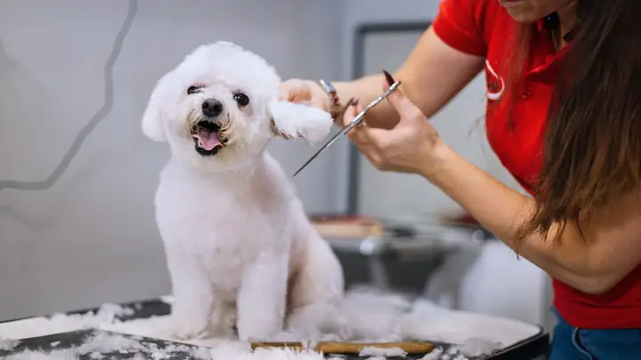 Các Bước Chải Lông Cho Chó Poodle Các Bước Chải Lông Cho Chó Poodle