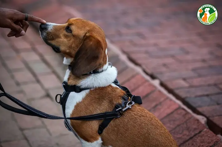 Đưa Ra Mệnh Lệnh Rõ Ràng Cho Chó Để Kiểm Soát Hành Vi