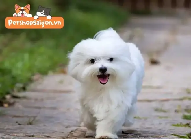 Những Điều Cần Chú Ý Về Tên Của Chó