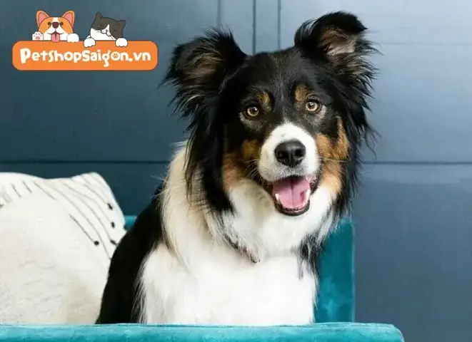 Tên Cho Chó Cần Phải Phù Hợp