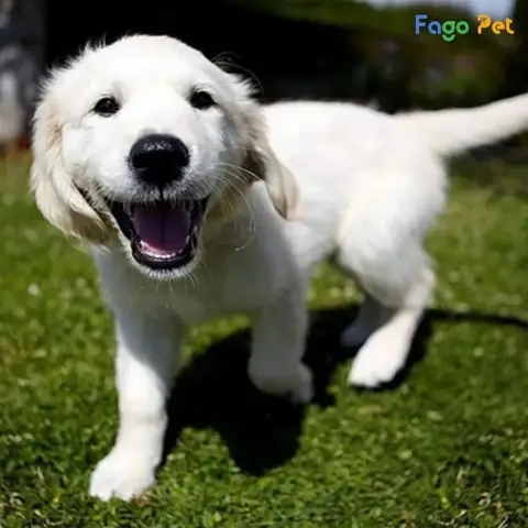 Cách Dạy Chó Con Khi Mới Về Nhà Từ Những Bài Học Đầu Tiên