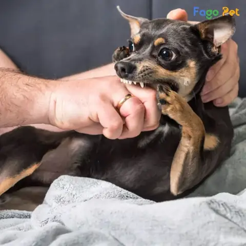 Thấu Hiểu Tâm Trạng Của Chó Con Khi Mới Về Nhà