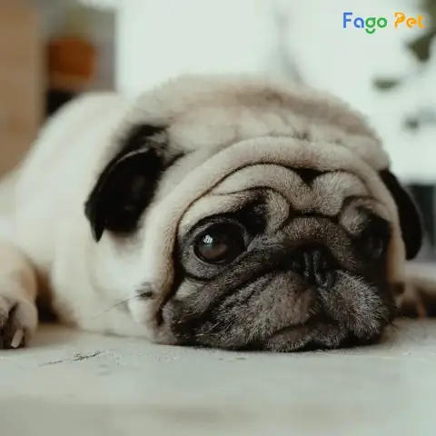 Lưu Ý Khi Dạy Chó Con Khi Mới Về Nhà