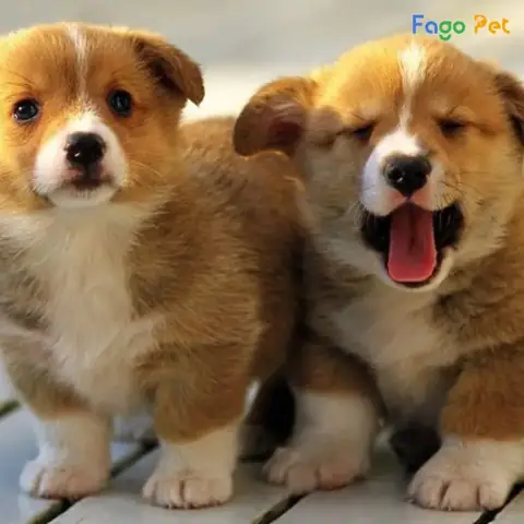 Tại Sao Cần Dạy Chó Con Khi Mới Về Nhà