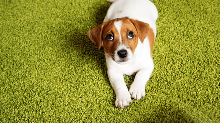 Cách Dạy Chó Đi Vệ Sinh Đúng Chỗ Ngoài Trời