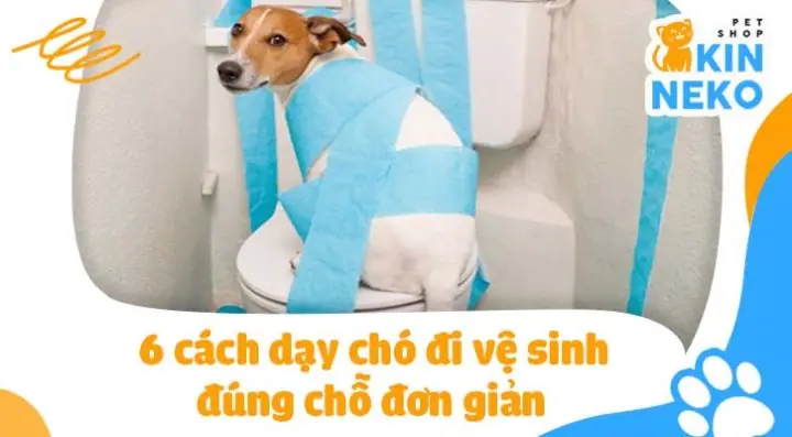 Cách Dạy Chó Đi Vệ Sinh Đúng Giờ, Đúng Chỗ Toàn Diện Nhất