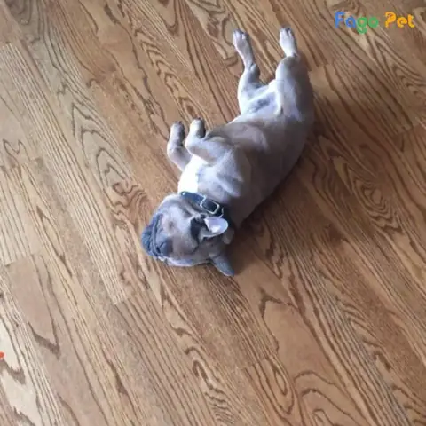 Những Lưu Ý Khi Huấn Luyện Chó Giả Chết