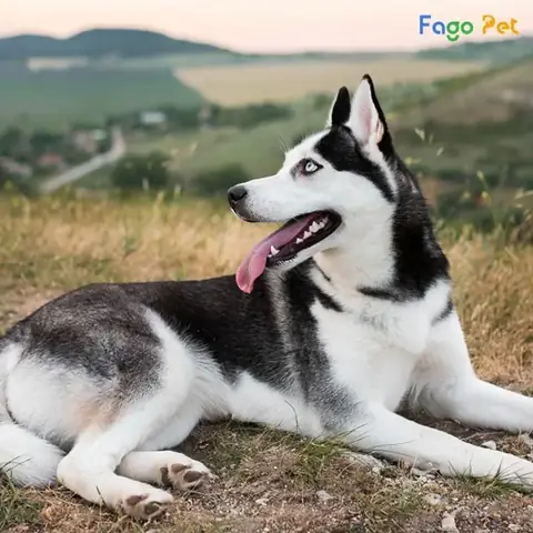Thời Điểm Thích Hợp Để Dạy Chó Husky Đi Vệ Sinh Đúng Chỗ
