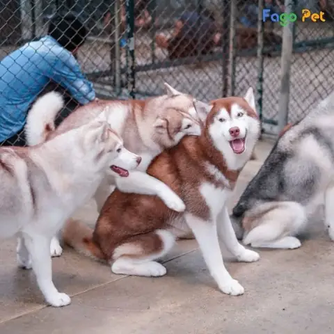 Dạy Chó Husky Đi Vệ Sinh Vào Bồn Cầu