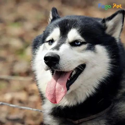 Nên Làm Gì Khi Chó Husky Đi Vệ Sinh Sai Chỗ